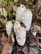 8.Shaggy Mane fungus